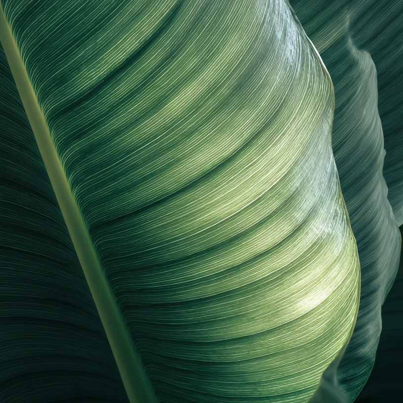 Louviere leaves in microscopic level as part of our color gradient